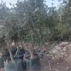 زيتون