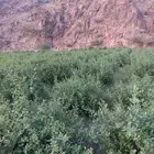 حناء منطقة المدينه فاخر مطحون