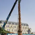 مزارع وشنطونيا وعربي وتنسيق حدائق