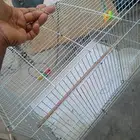 قفص عصافير