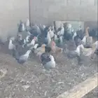 موجود دجاج بياض