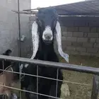 6 صخلات طيبات من 6 الى 8 شهور