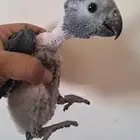 فرخ غيني تم البيع