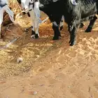 تيوس عوارض