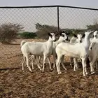 جفار بلدي للبيع جنوب القنفذة