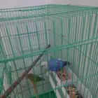 جوز روز منتج