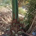 ماشالله صقعي درجه اولا