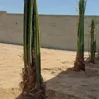 يوجد لدينا جميع انواع انخيل حسب المقاسات ونوعية