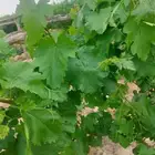 ورق عنب بناتي للبيع