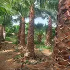 نخل واشنطني زينة