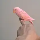 روز. نهايه فطام اليف