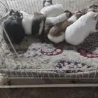 الطايف شارع الجيش