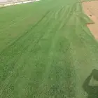 ثيل طبيعي c2000
