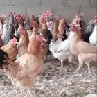 موجود دجاج بلدي بياض