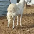 فحل حري مشرط تم البيع