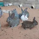 أرانب بلدي للبيع صغار العمر شهر وشهرين الخرج