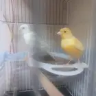 (تم البيع)