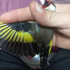 تم البيع