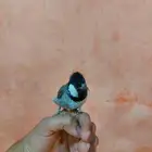 بلبول حساوي