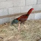 ديك ودجاجه سندي