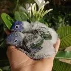 بغبغاء اللوري