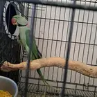 جوز نيبالي بفروخه