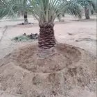 نقوم بشغل النخيل عربي وشنطني تكريب تحويض قلع غرس توريد رش من