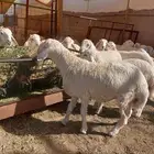 ذبايح سواكني و حري مع التوصيل و طبخ مناسبات