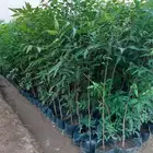شتلات سدر ونيم للبيع بالجملة