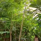 تنسيق حدائق وزراعه النخل والاشجار