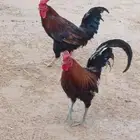 ديك عربي للبيع