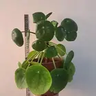 نبتة داخلية (Pilea Peperomioides)   نبتة المال الصينية