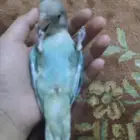 ببغاء روز هدد خارجي