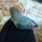 ببغاء روز