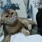 ذكر سكوتش تربل فولد للبيع