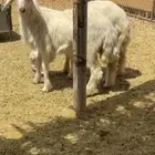 خرفان صفر فلل الفل