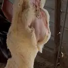 ذبايح