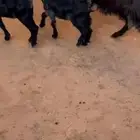 عنز متوم