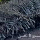 سعف النخل 10 الاف حبه
