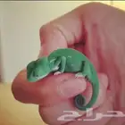 حرباء المحجبة بيع بالجمله