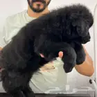 جرواه جيرمن رويال بلاك بالبيديجري