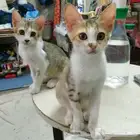 قطط للتبنى مجانآ