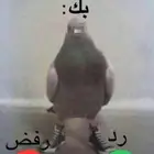 تخصيلي وقدرات
