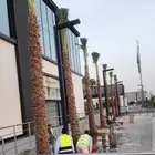 يوجد لدينا نخل واشنطني زينه امريكي بكل المقاسات وبسعار مناسب