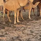 وضحا