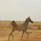 مهره واهو شخره وشوال