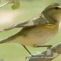 دخل منتوف مجهز شرط ورخيص