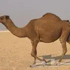 ناقه صفراء لقحه بداوه طيبه