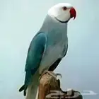 زوج دره كليرتل