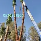 نخل واشنطني زينه .053.0281.804.